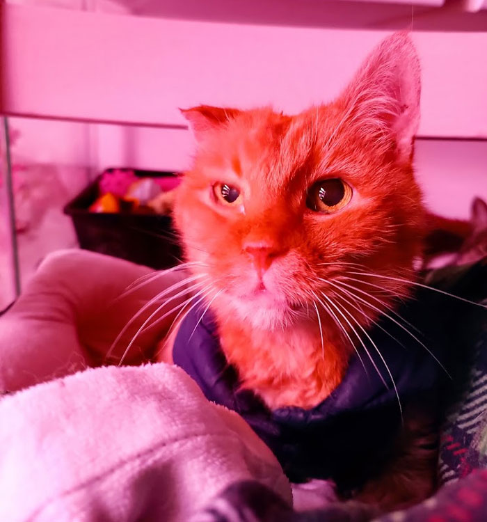 Woman Goes Off On Sister, Calls Her A “Crazy Cat Lady That's Going To End Up Alone” For Refusing To Help Her Out Financially Woman Goes Off On Sister, Calls Her A “Crazy Cat Lady That's Going To End Up Alone” For Refusing To Help Her Out Financially