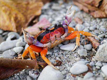 440px-Gecarcinus_quadratus_Costa_Rica-640a2b5190e10.jpg
