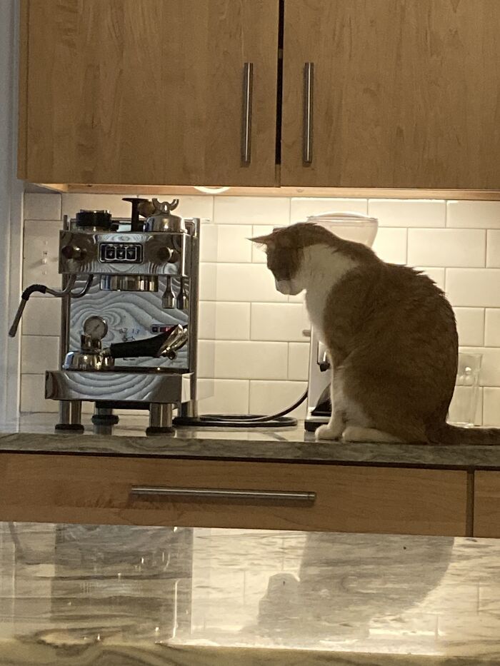 Barista In Training?