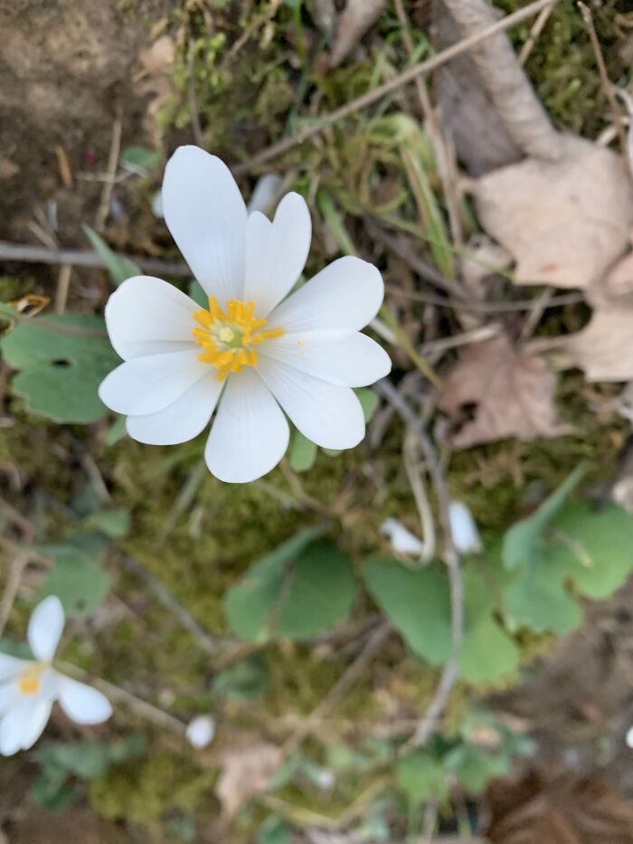 Some Flowers In Our Creek Bed. I Can’t Remember What They’re Called Though Lol