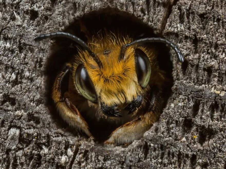 Animal Portraits: Runner-Up – “Willughby’s Leafcutter Bee” By Ed Phillips