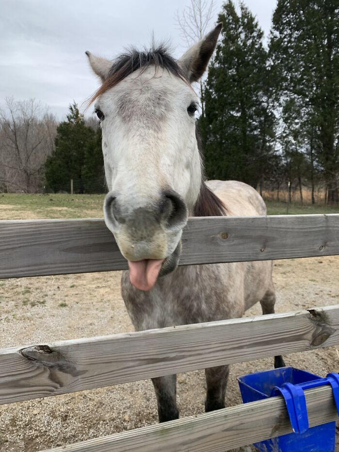 Izzy The Horse Sticking Her Tongue Out