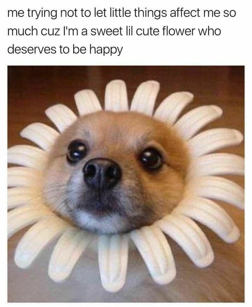 Funny And Wholesome Pet Memes