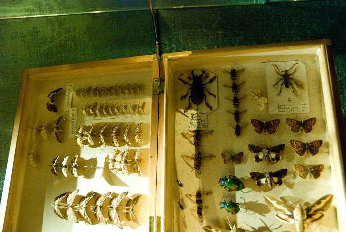 Collected insects under the glass 