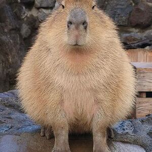 ThatCapybara