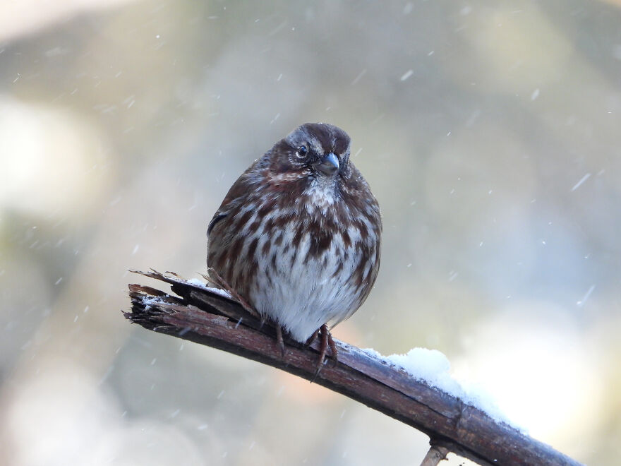 Song Sparrow Taking Shelter From The Snow