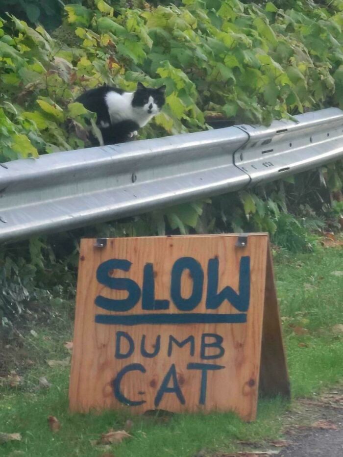 Why'd They Call The Cat Slow? Xd