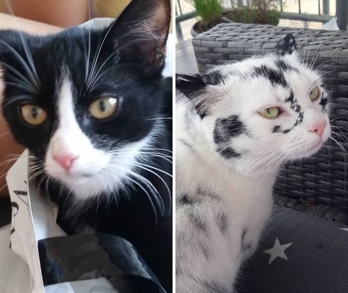 Elli Was Born With Tuxedo Markings And Turned Almost Completely White In Three Years Due To Vitiligo
