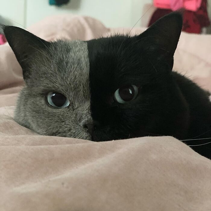 Narnia Is A Two Faced French Cat