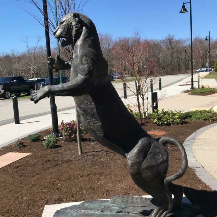 La nueva estatua de tigre de mi escuela