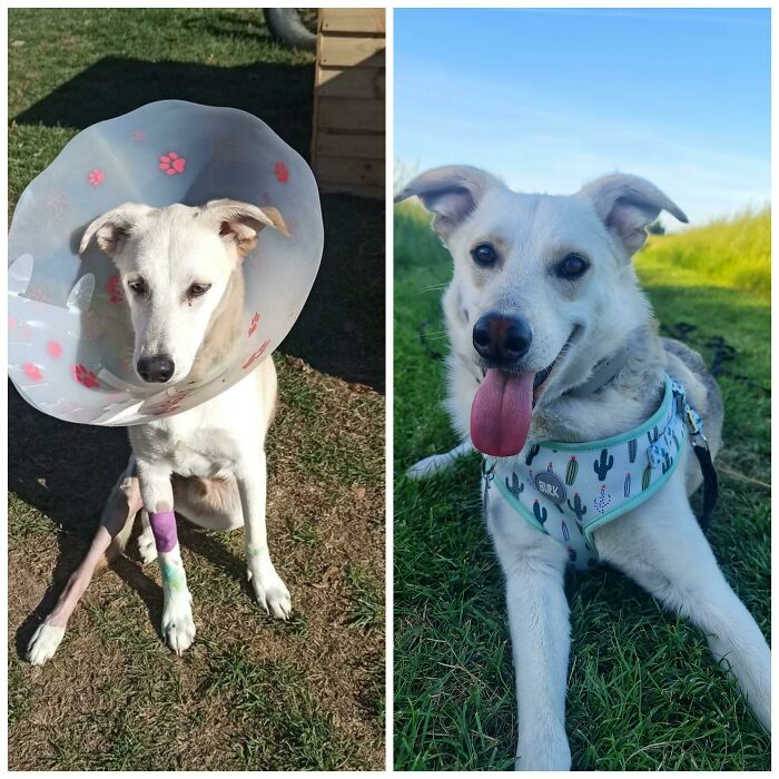 Belcho, Our Gorgeous Bulgarian Street Dog Rescue Before And One Year After His Adoption ❤