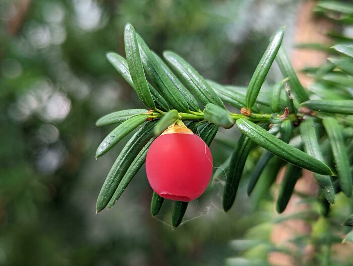 The Seed Cones Of The Toxic English Yew Look Like Christmas Ornaments
