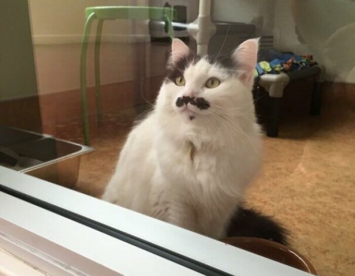This Cat At My Local Shelter Has A Mustache And Goatee