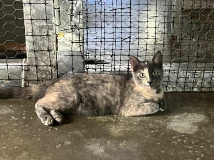 The Bright And The Dark Side Of Luna The Cat