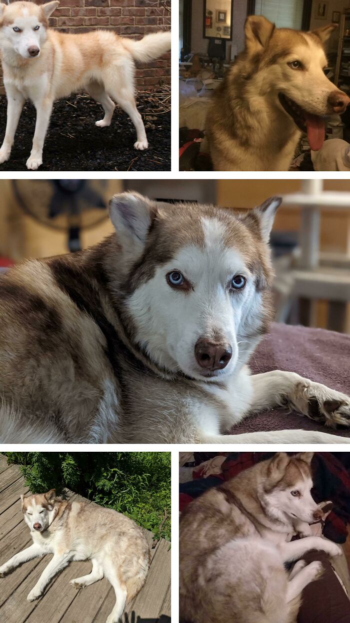 Our Abused Rescue Husky. Top Left When Surrendered 30 Lbs Underweight, Other Pics Over The Years, Healthy+happy+hedonistic