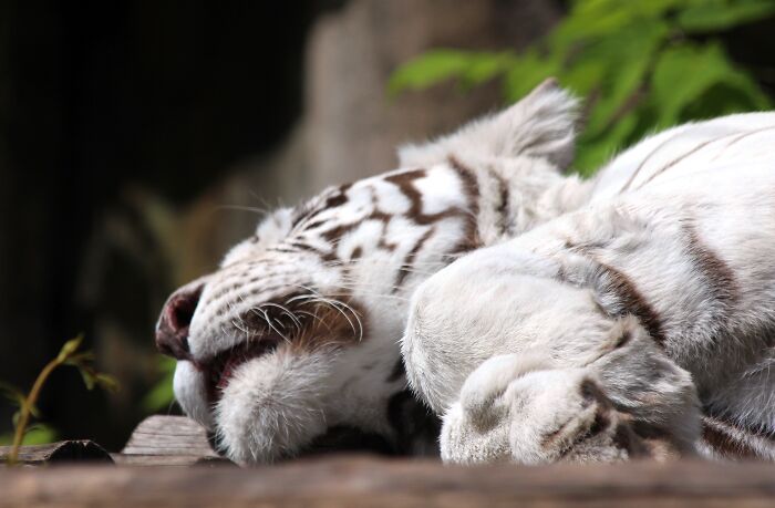 close up view of the face of lying white tiger