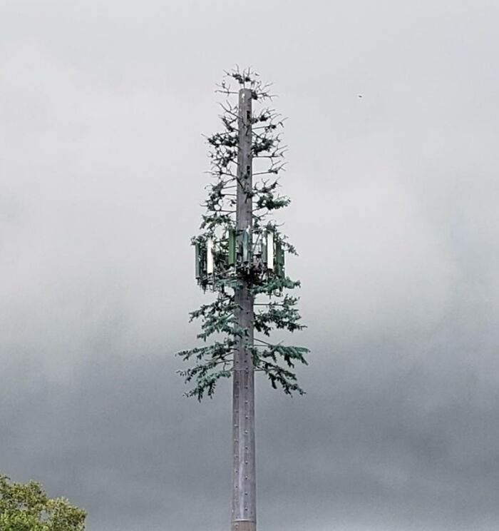 Disfrazar de árbol esta torre de telefonía celular 