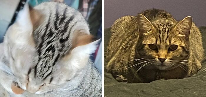 Petra Has An Angry Face On Her Forehead