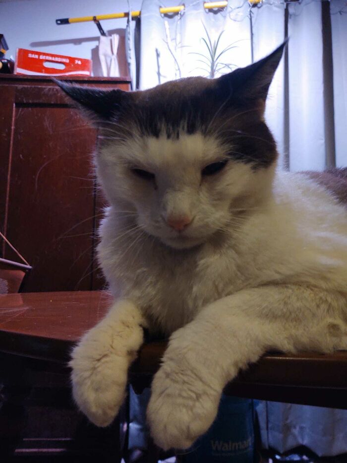 Boomer With His Helmet Are A Little Disappointed That He Had To Go Back Inside