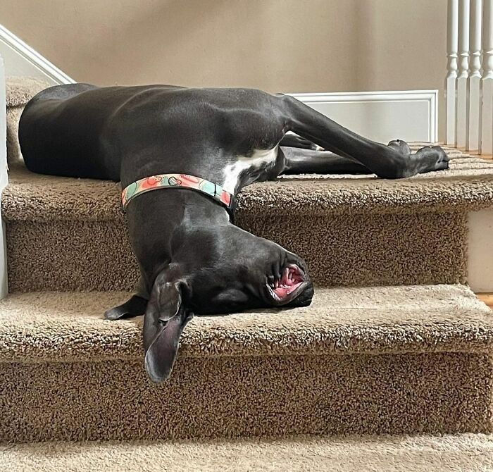 50 Funny Pics Of Great Danes With No Regard For Their Size New Pics 