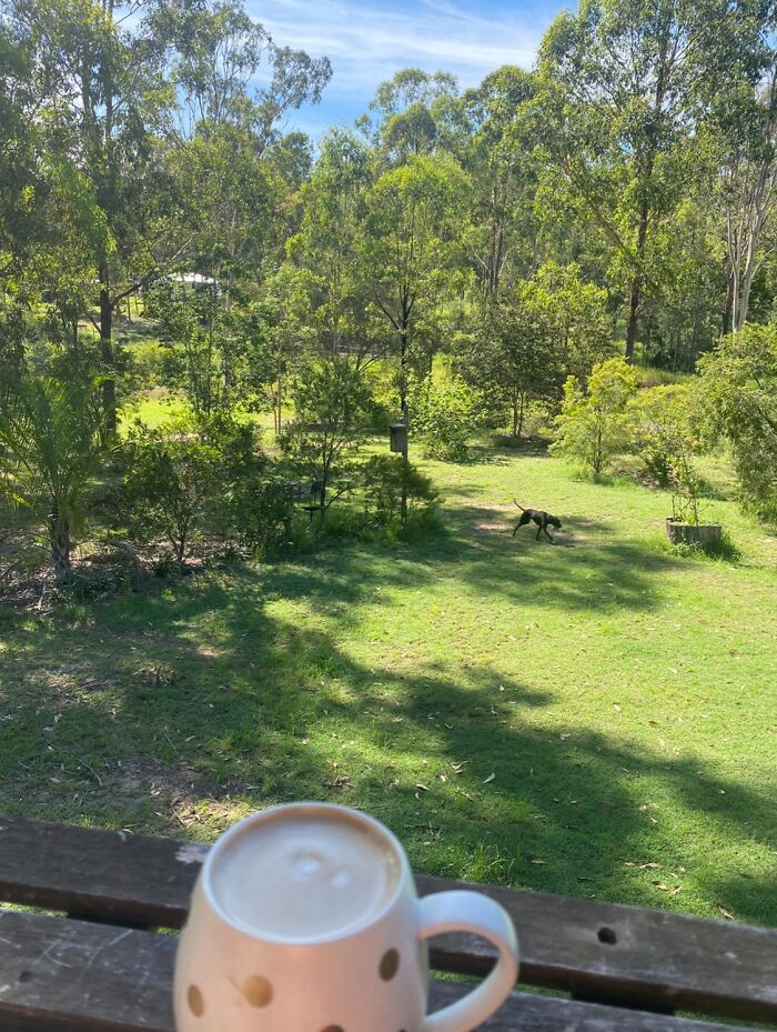 The View From My Back Deck