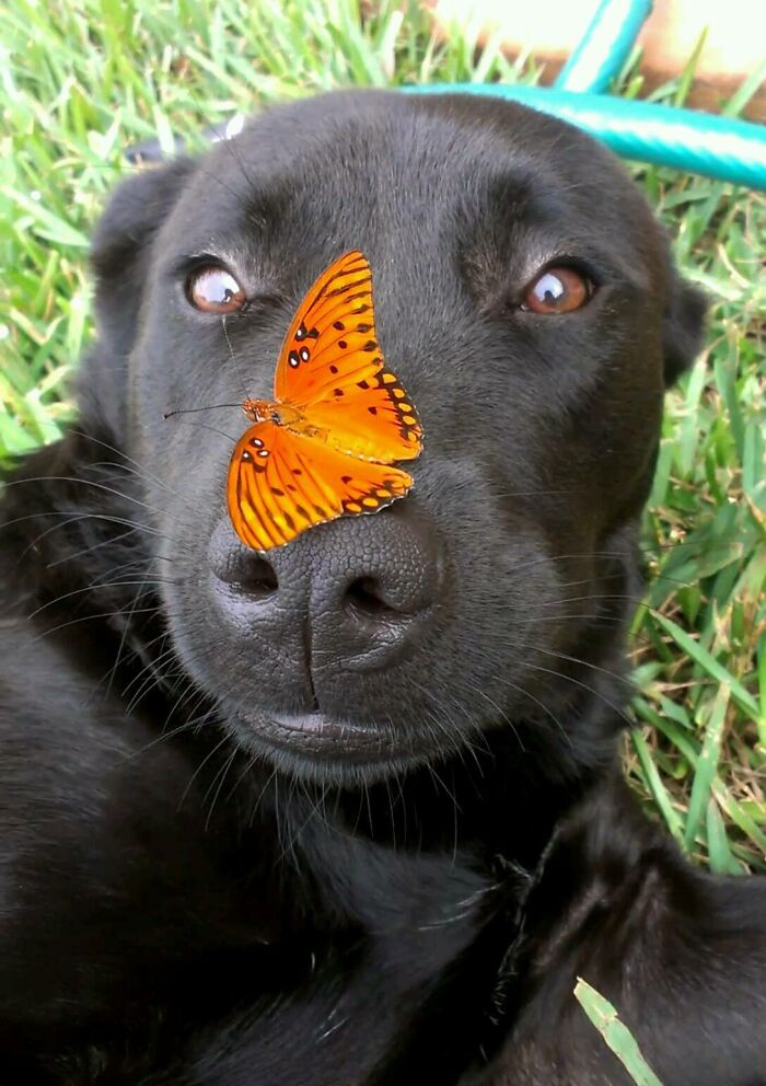 Dog with a butterfly on his nose