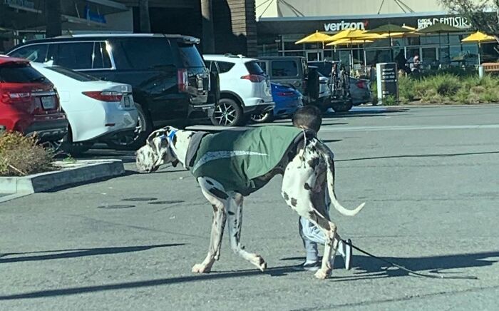 Este niño paseando a su perro