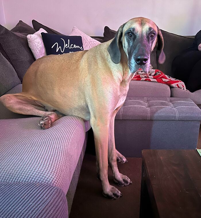 How My Great Dane Sits On The Couch