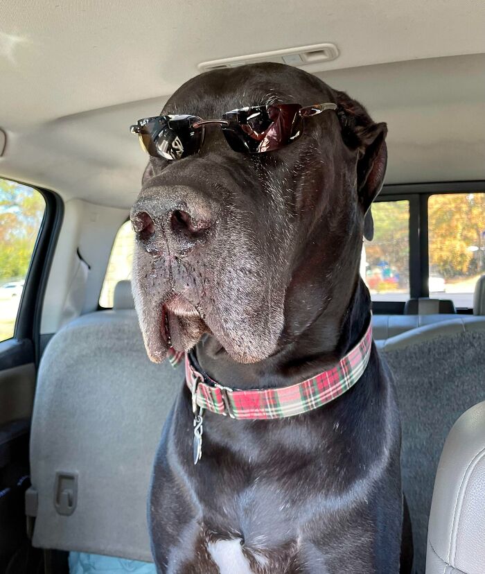 Walter The Great Dane Turns 6 Today
