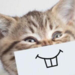 lindevandenberg avatar