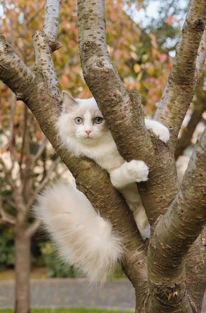 Climb A Tree