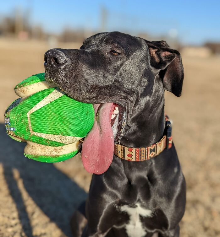 Here's Angus, My Great Dane Puppy, Trying To Catch His Breath After Playing Too Much Fetch