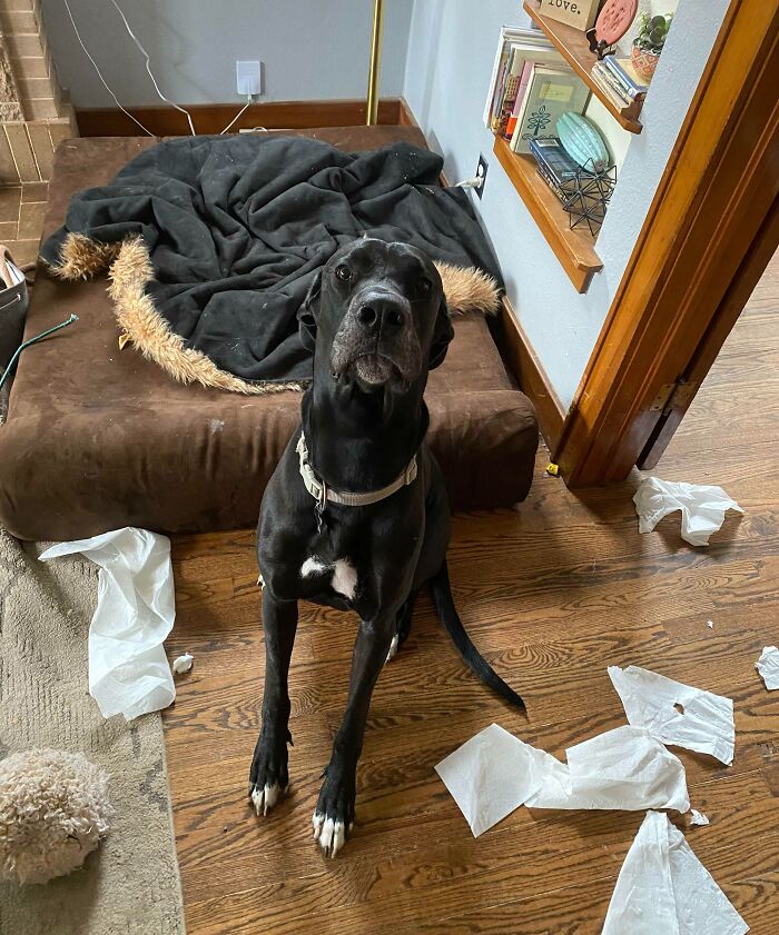 My Great Dane Chewed Up A 12-Pack Of Paper Towels In Less Than 10 Minutes