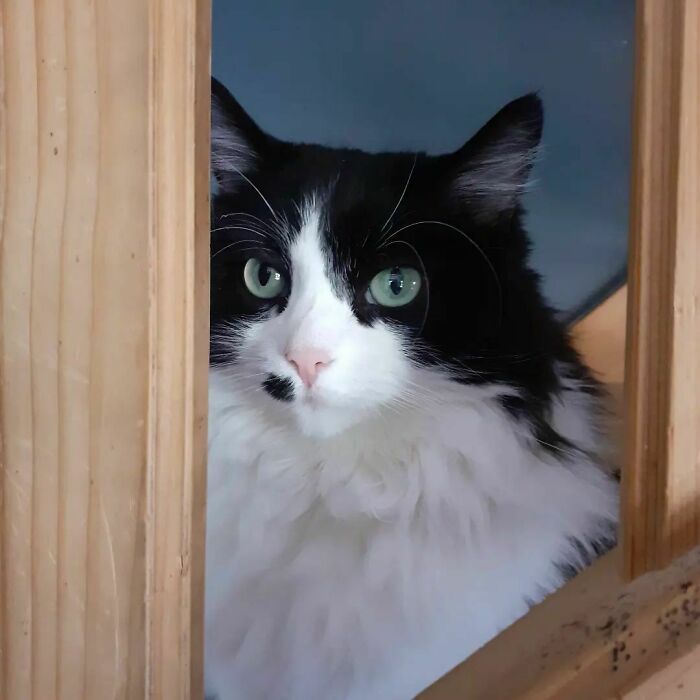 Beauty Mark Like An Aristo-Cat