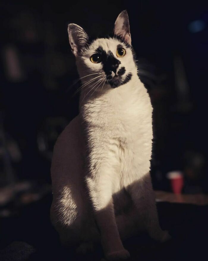 The Ears Have Patterns Too!