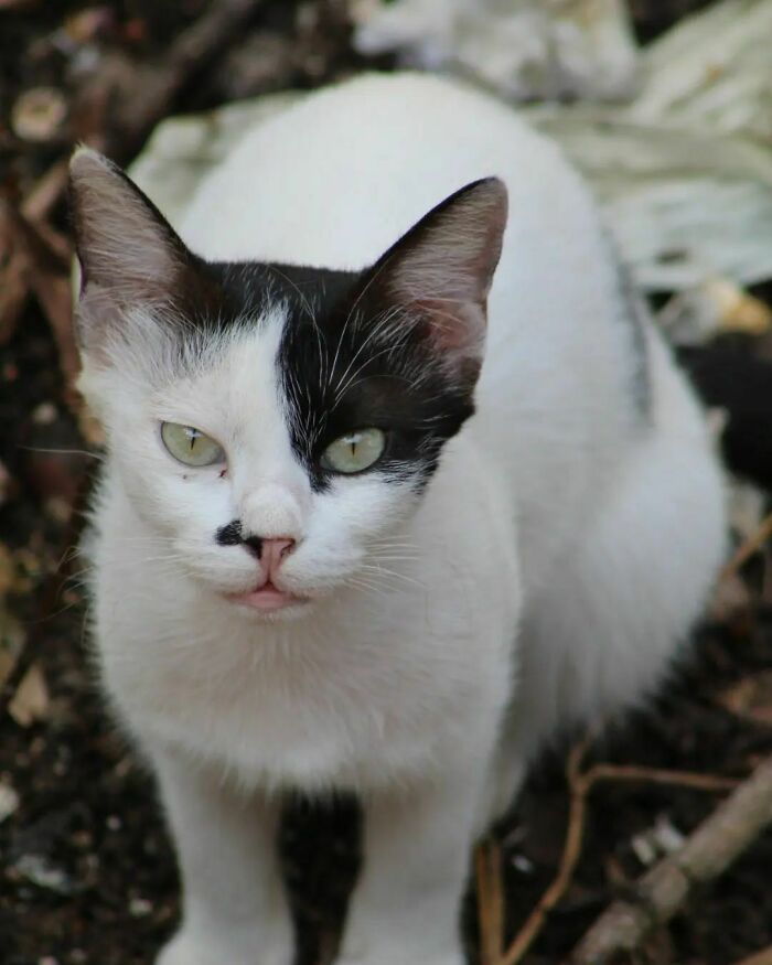Sir, Your Bowtie Is In The Wrong Place