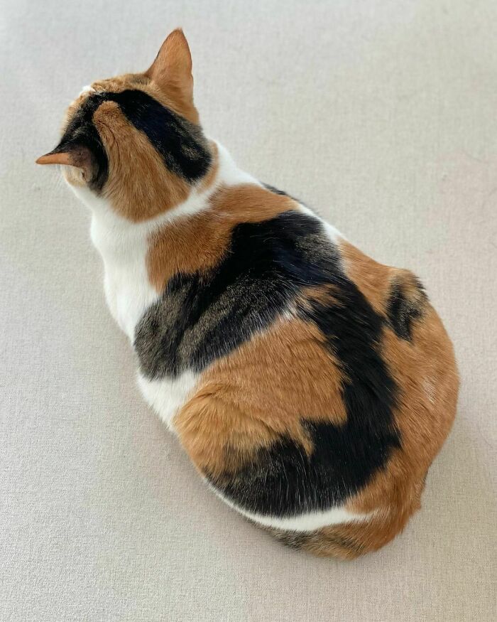 Patterns Are Slowly Mixing Into One Another