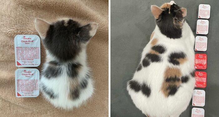 Polly Grew Into Her Spots!