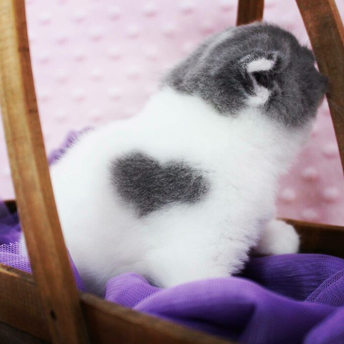 One Kitten From The Litter Suddenly Got A Heart Mark!