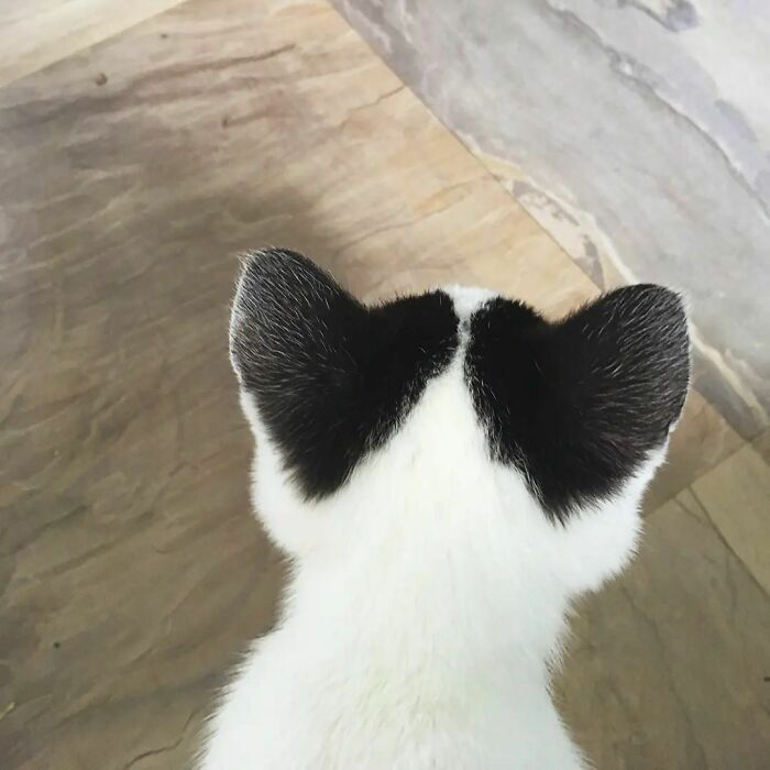 My Kitten Has Hearts Behind Her Ears!