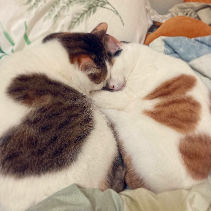 Hua And Nan Have The Most Adorable Heart Cats