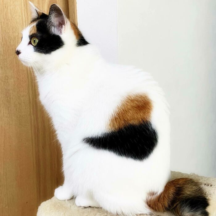 Sally The Calico With Heart Shape