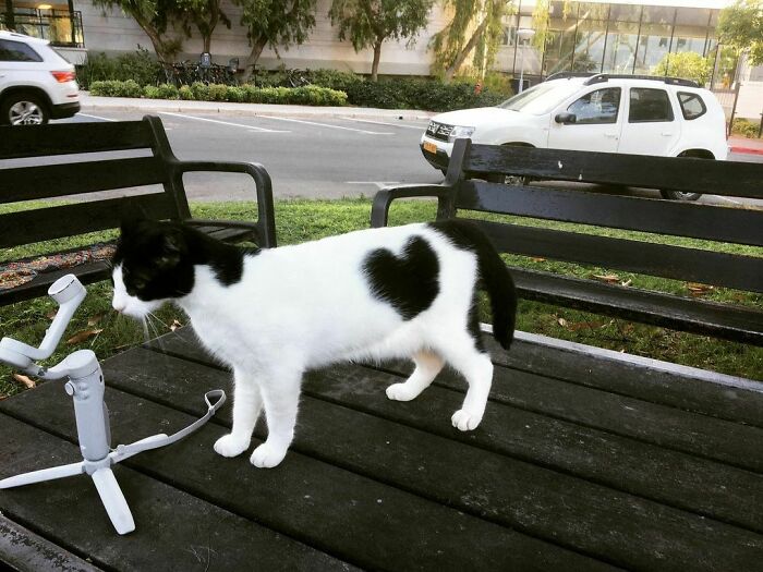 Cat Sharing Love In Rehovot, Israel