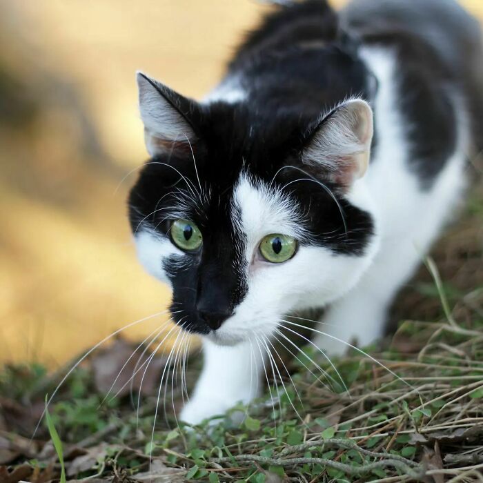 Do You Know How These Photos Are Taken? My Human Makes Annoying Sounds And When I Look At Her, She Waves A Branch