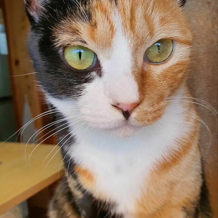 Bbobbi Has A C Marking Next To His Eye