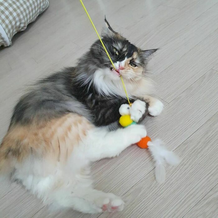 Evil Villain Markings