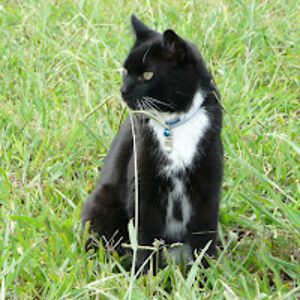 marjorielaing avatar