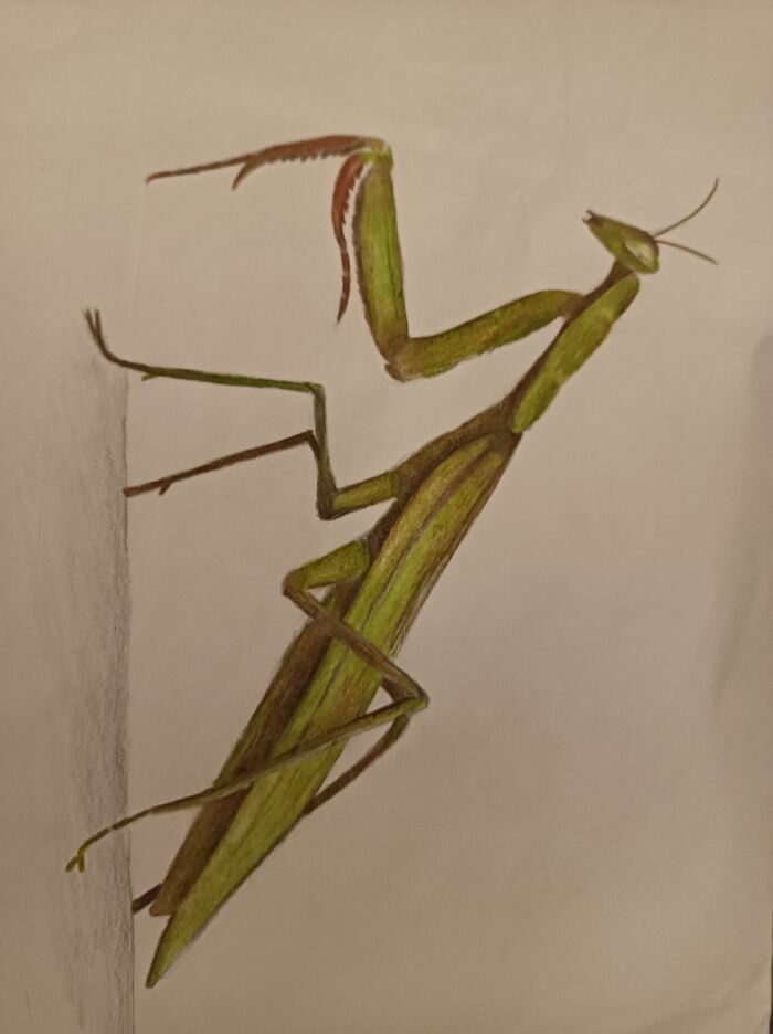 My Favorite Animal - Mantis ♥️