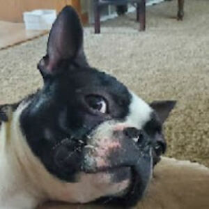 zoozercattacrezooz avatar