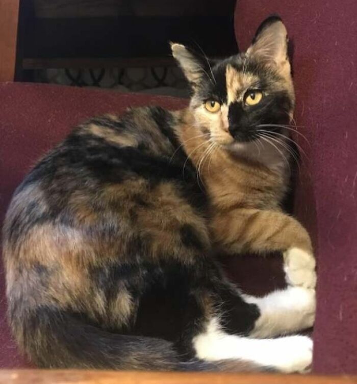 I Have A Cat That Has A Checkerboard Pattern On Her Face